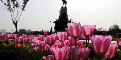 Baharın habercisi laleler kenti süslüyor
