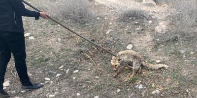 3 metrelik kuyuya düşen tilki kurtarıldı