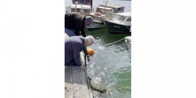 Ağa takılan caretta carettayı belediye başkanı kurtardı