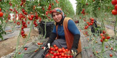 Mersin’de örtü altı domates tarlada 16.50 TL’den alıcı buluyor