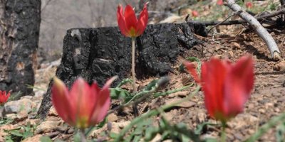 Yanan ormanlık alanlar dağ laleleri ile renklendi