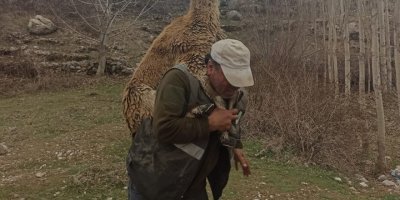 Hasta yaban keçisini 2 kilometre sırtında taşıdı