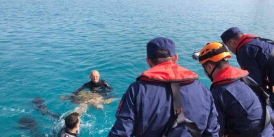 İskenderun Körfezi’nde bitkin bulunan Caretta Caretta koruma altına alındı