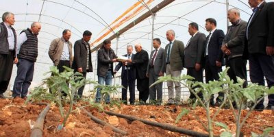 Domates üreticilerine feromon tuzak dağıtıldı