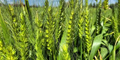 Tarsus’ta belediye arazilerinde kunduru buğdayı yetiştiriliyor