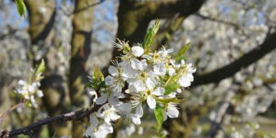 Burdur’da erik ve şeftaliler çiçek açtı