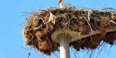 Leylekler yuvalarına yerleşiyor