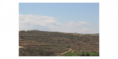 Adana’da yanan alanlar yeniden yeşeriyor