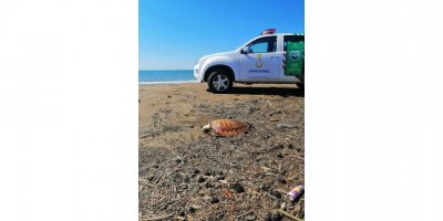 Denize atılan atıklar 4 caretta carettayı telef etti