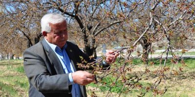 Elbistan’da kayısıyı zirai don vurdu