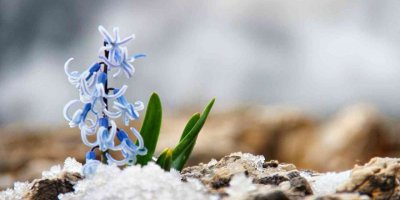 Koruma altındaki kaya sümbülleri dağları renklendirdi