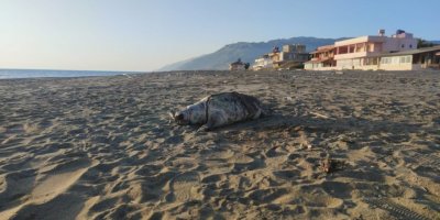 Hatay sahilinde ölü caretta caretta bulundu