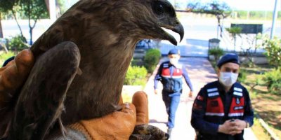 Jandarmadan yaralı şahine şefkat eli
