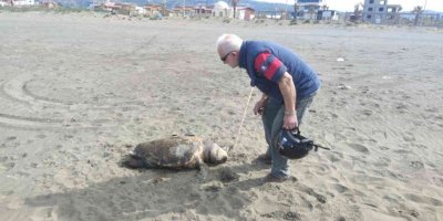 Nesli tehlike altında bulunan 4 yeşil deniz kaplumbağası ölü bulundu