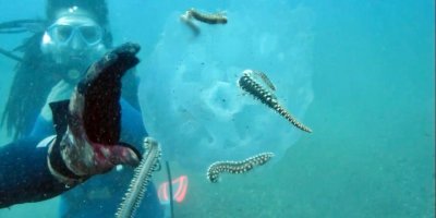 Binlercesi kıyıya vurmuştu, bu sefer çıyanlara yem olurken görüntülendiler