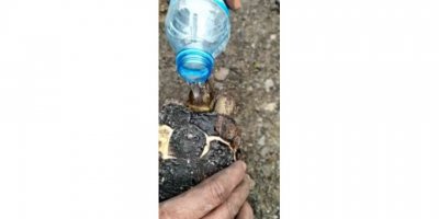 Yangında mahsur kalan kaplumbağa yanmaktan son anda kurtarıldı