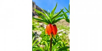 Ağlayan gelin çiçeğini koparmanın cezası 80 bin TL