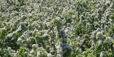 Mersin’de bahçeler beyaz gelinliğini giydi