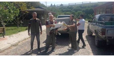Yaralı halde bulunan pelikan tedavi altında