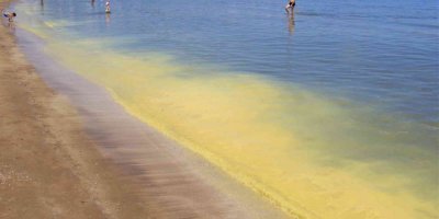 Müsilaj zannedilen polen sahili sarıya boyadı, binlerce arı telef oldu
