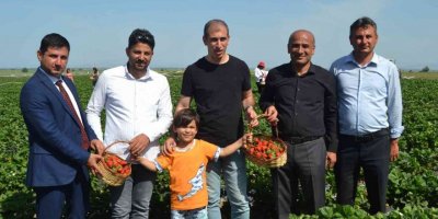 Çilek tarlasında çocuklarla hasat şenliği