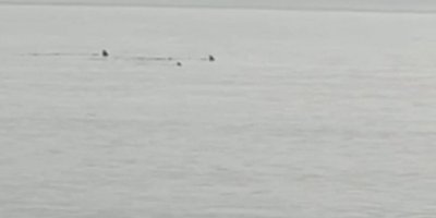 Hatay’da sahile yaklaşan köpek balıkları görüntülendi