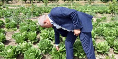 Tarsus’ta üreticiye dağıtılan marulların hasat zamanı geldi