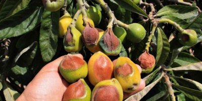 Bu kez meyveyi soğuk değil, sıcak vurdu