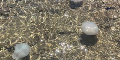 Akdeniz sahillerinden sevindiren haber: Sayıları günden güne azalıyor