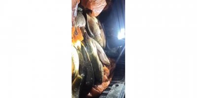 Elektroşok ile avladıkları 200 kilogram sazanı bırakıp kaçtılar