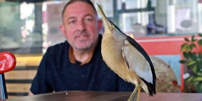 Antalya’da bahçeye düşen ve nesli tükenmekte olan ‘Balaban Kuşu’ koruma altına alındı