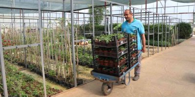 Alanya Belediyesi 29 mezarlıkta 62 bin çiçek dağıtacak