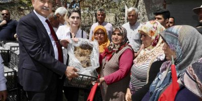 Pozantı’da 1 milyon 200 çilek fidesi dağıtıldı