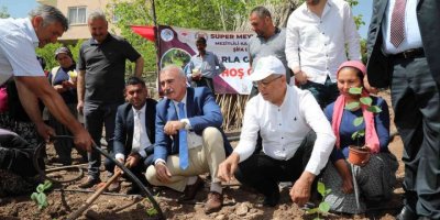 Mezitlili kadınlar aronya üretimi için ilk fidanları toprakla buluşturdu