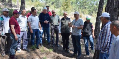 Kumluca’da köylülere gelir getirecek ormanlar oluşturuluyor