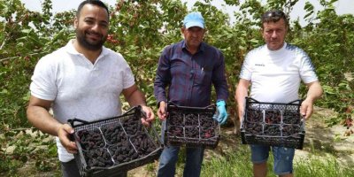 Silifke’de açıkta hasadı yapılan karadut, üreticinin yüzünü güldürüyor