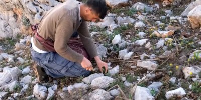 Sarp dağlarda yetişen eşsiz lezzet: ‘Çiriş otu’