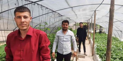 İzledikleri videodan etkilenip sera kuran gençler topraksız tarım yapıyor
