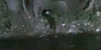 Nesli tükenmekte olan su samurları görüntülendi