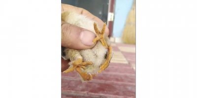 Yumurtadan 4 ayaklı civciv çıktı