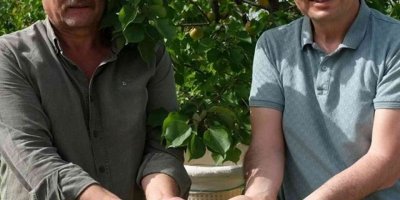 Mersin’de sofralık kayısı hasadı başladı