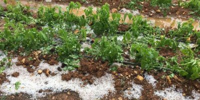 Mersin’de dolu bin 573 dekar alanda zarara yol açtı