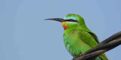 Milleyha Sulak Alanı, 297 kuş türüne ev sahipliği yapıyor