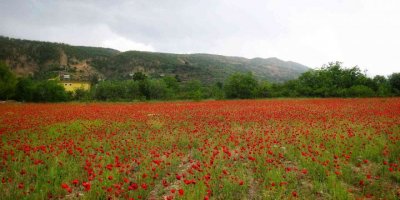 Gelincikler tarlaları süsledi