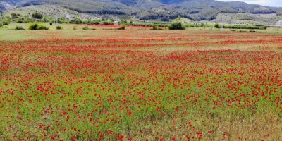 Gelinciklerin kırmızıya boyadığı buğday tarlasında masalsı görüntüler