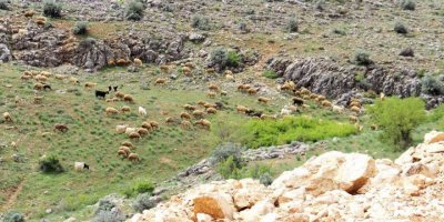 Kahramanmaraş’ta sürüler yaylalara çıkmaya başladı
