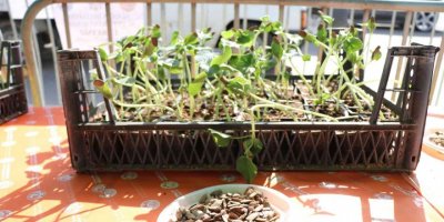 Alanya’da su kabağı fidesi dağıtımı devam ediyor