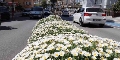 630 bin çiçekle Alanya rengarenk olacak
