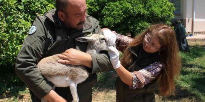 Yaşadığı bölgeden 450 kilometre uzakta bulundu