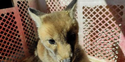 Ayağından yaralı halde bulunan tilki tedavi altına alındı